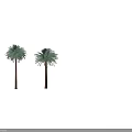 Two Tall Palm Trees With Brown Trunks And Green Fronds On White Background