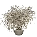 Bonsai Plant in Ceramic Pot with Delicate Branches and Small White Flowers for Minimalist Decor