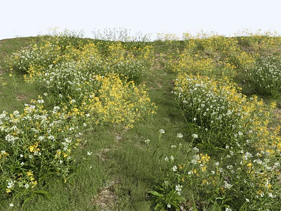 Beautiful Yellow and White Wildflowers Blooming in Green Grassy Hillside Meadow 3d model
