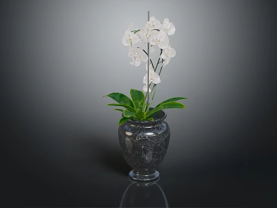 Elegant White Orchid Plant With Green Leaves In Black Glass Vase 3d model