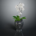 Elegant White Orchid Plant With Green Leaves In Black Glass Vase