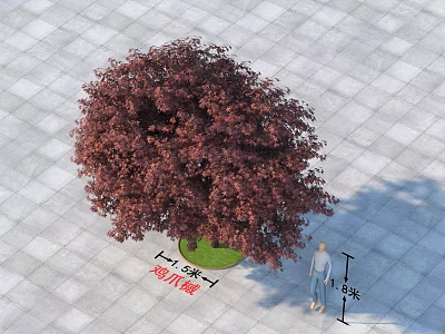 Red Leaf Arbor With 4 Meter Crown Width 8 Meter Height On Square Tile Ground 3d model