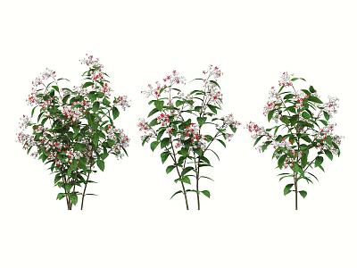 Green Leafy Flowering Bushes With White Petals And Red Accents In Garden 3d model