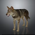 Realistic Standing Wolf 3D Model With Brown Gray Fur On Reflective Gray Background 3d model