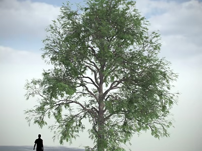 Tall Leafy Tree with Green Foliage against Blue Sky White Clouds and Person Silhouette Below 3d model