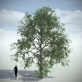 Tall Leafy Tree with Green Foliage against Blue Sky White Clouds and Person Silhouette Below