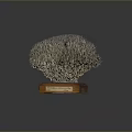 Intricate Coral Polyps Structure Displayed On Wooden Base With Informative Label