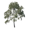 Tall Birch Tree With Green Leaves And White Trunk Beside Human Silhouette