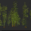 Green Bamboo Plants With Various Heights Tall Stems And Fresh Green Leaves