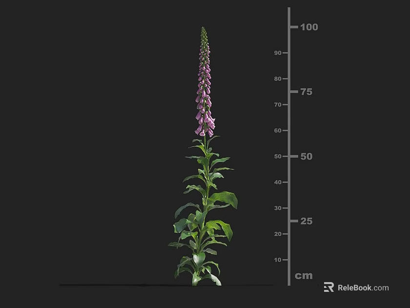 Purple Foxglove Plant with Green Leaves and Purple Flower Spikes near Height Measurement Scale 3d model 