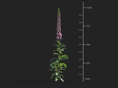 Purple Foxglove Plant with Green Leaves and Purple Flower Spikes near Height Measurement Scale 3d model