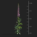 Purple Foxglove Plant with Green Leaves and Purple Flower Spikes near Height Measurement Scale
