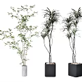 Three Indoor Potted Plants With Lush Green Leaves In White And Black Planters