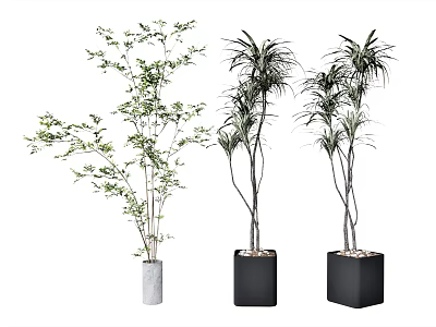 Three Indoor Potted Plants With Lush Green Leaves In White And Black Planters 3d model