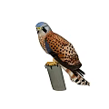 Falcon Perched On Wooden Pole With Spotted Brown Feathers White Head And Black Tail