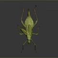 Close Up Green Mantis With Detailed Body And Long Legs On Dark Background