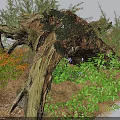 Stone Wood Natural Setting Featuring Tree Stump Green Plants and Colorful Shrubs