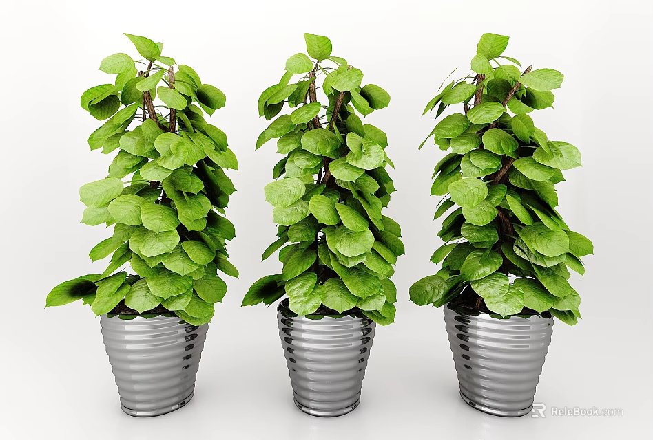 Three Green Leafy Plants In Silver Metal Pots With Fresh Foliage 3d model 