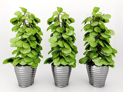 Three Green Leafy Plants In Silver Metal Pots With Fresh Foliage 3d model