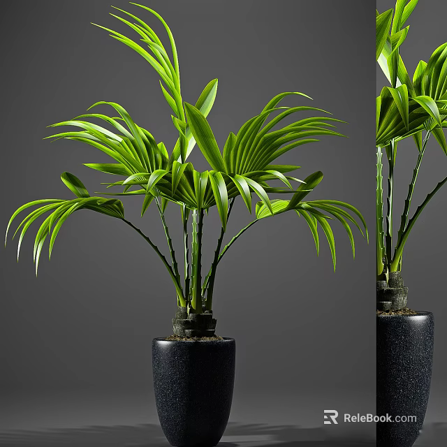 Elegant Green Leafy Potted Plant with Lush Foliage in Black Ceramic Pot 3d model 