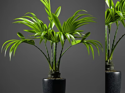 Elegant Green Leafy Potted Plant with Lush Foliage in Black Ceramic Pot 3d model