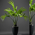 Elegant Green Leafy Potted Plant with Lush Foliage in Black Ceramic Pot