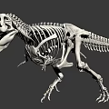 Medical Device 3D Reconstructed Dinosaur Skeleton Model For Research 3d model