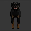 Rottweiler Dog With Black Tan Coat Standing On Reflective Floor Realistic 3D Rendering