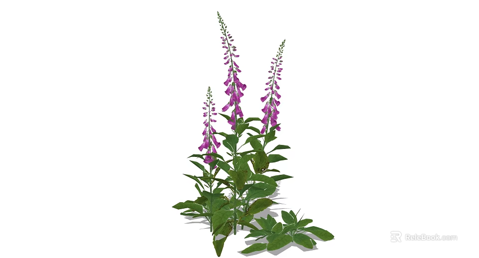 Purple Foxglove Flowers With Green Leaves And Tall Blooming Stems 3d model 