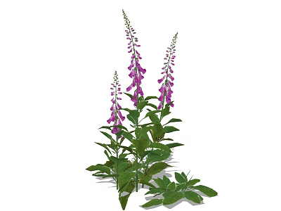 Purple Foxglove Flowers With Green Leaves And Tall Blooming Stems 3d model
