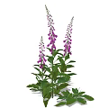 Purple Foxglove Flowers With Green Leaves And Tall Blooming Stems
