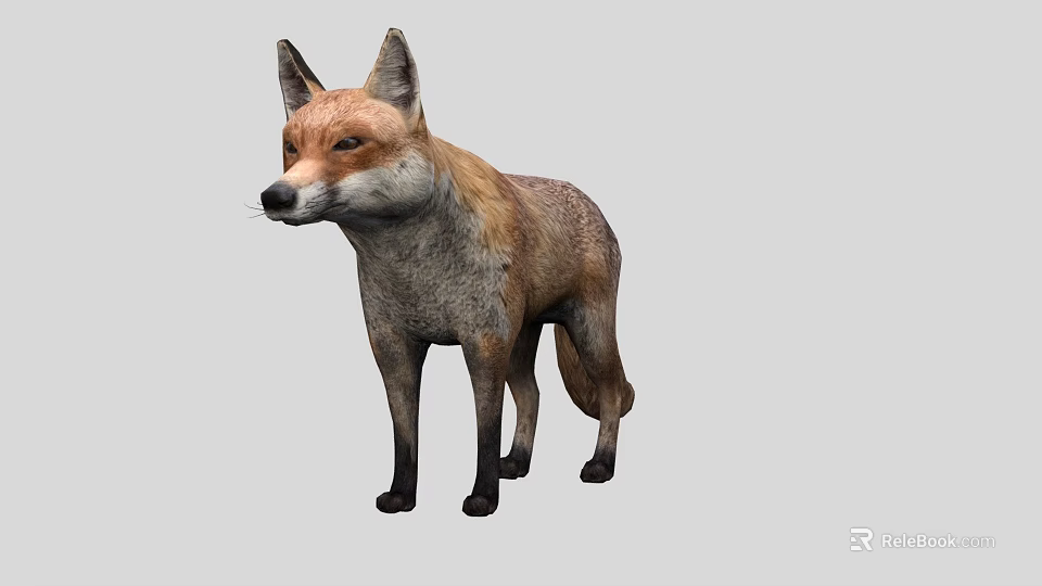 Detailed Realistic 3D Red Fox Full Body Model Standing on Gray Background 3d model
