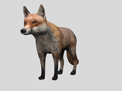 Detailed Realistic 3D Red Fox Full Body Model Standing on Gray Background 3d model