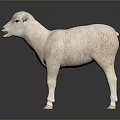 White Sheep Standing On Dark Background With Open Mouth Soft Reflection And Smooth Fur 3d model