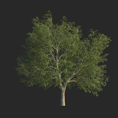 Green Tree With Thick Branches And Lush Foliage On Black Background 3d model Green Tree With Thick Branches And Lush Foliage On Black Background 3d model