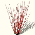 Red Branched Shrub With Slender Stems And Natural Shadow 3d model
