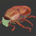 Red Orange Shiny Beetle With Vibrant Shell And Long Legs On Dark Background 3d model