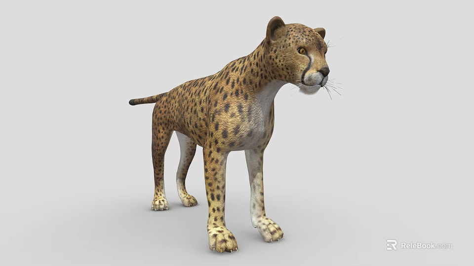 Realistic 3D Cheetah Model With Spotted Fur And Standing Posture 3d model 