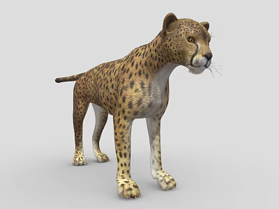 Realistic 3D Cheetah Model With Spotted Fur And Standing Posture 3d model