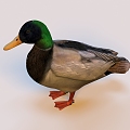 Duck Waterfowl Swimming Flying Meat Food Duck feather Duck egg Duck seedling Breeding and breeding Water fowl animals Travelling birds Duck family 3d model