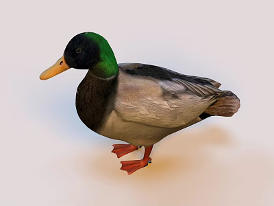 Male Mallard Duck with Green Head Brown White Body and Orange Feet on Light Background 3d model