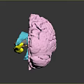 Commercial Equipment 3D Anatomical Brain Model with Colorful Sections for Educational