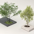Square Tree Planter With Neutral Tone And Green Leafy Trees