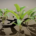 Vibrant Green Leafy Plants Featuring Broad Fresh Leaves and Cast Shadows on Neutral Backdrop