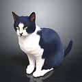 Blue and white cat sitting on dark background with bright yellow eyes