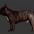 Brindle Brown French Bulldog With White Chest Standing On Dark Glossy Surface And Gray Background
