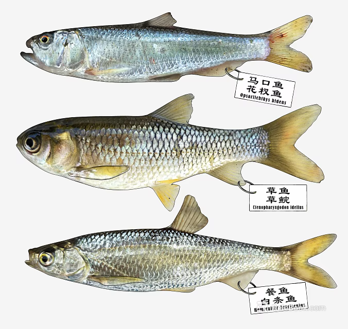 Aquatic Animal Species Freshwater Fish Topmouth Gudgeon Common Dace and Chinese Hooksnout Carp 3d model 