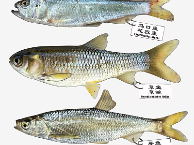 Aquatic Animal Species Freshwater Fish Topmouth Gudgeon Common Dace and Chinese Hooksnout Carp 3d model