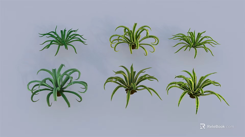 Six Different Green Succulent Plants With Curled And Extended Leaves 3d model 