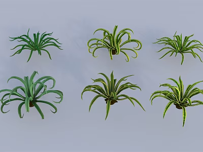 Six Different Green Succulent Plants With Curled And Extended Leaves 3d model